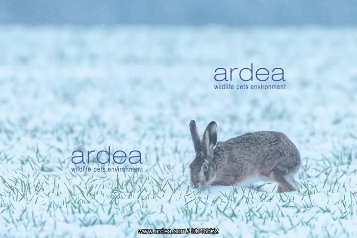 : EUROPEAN HARE : EUROPEAN HARE
