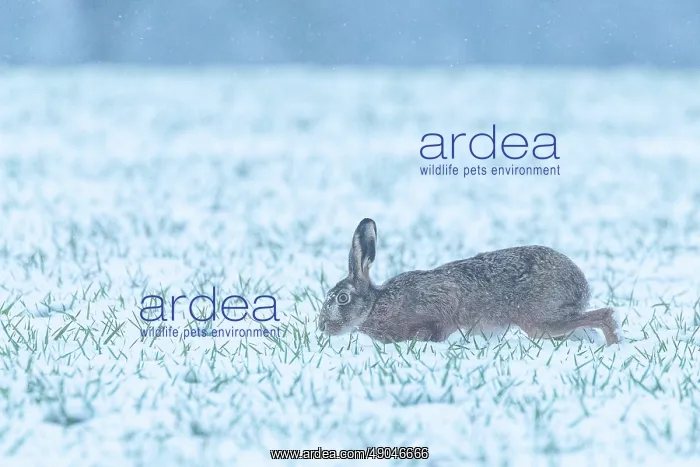 : EUROPEAN HARE : EUROPEAN HARE