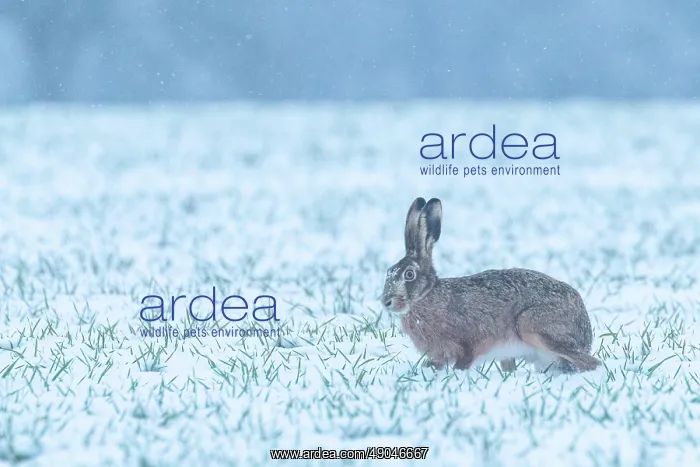 : EUROPEAN HARE : EUROPEAN HARE
