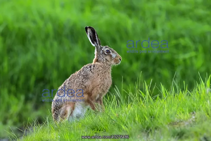 : European Hare - adult hare on a clearing in the : European Hare - adult hare on a clearing in the
