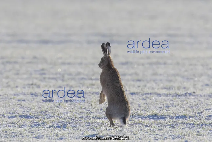  : European Hare - hare in snow standing on hind legs