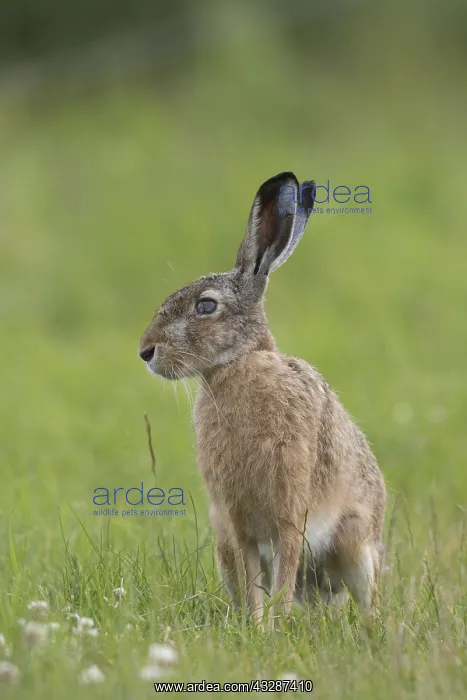 : European Hare - hare in summer - Germany : European Hare - hare in summer - Germany