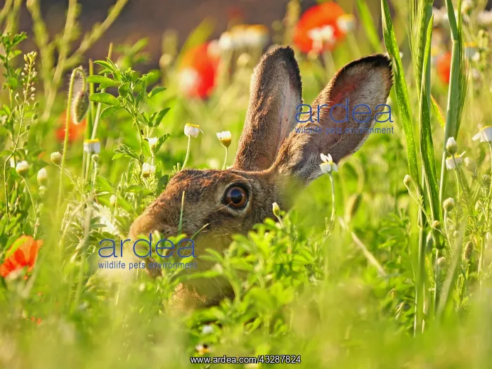 : European hare-hidden in spring flowers, Austria : European hare-hidden in spring flowers, Austria
