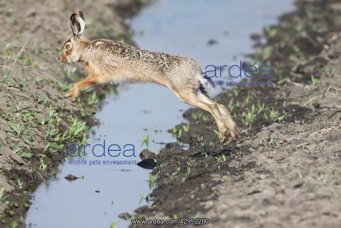 : European Hare - jumping over stream : European Hare - jumping over stream