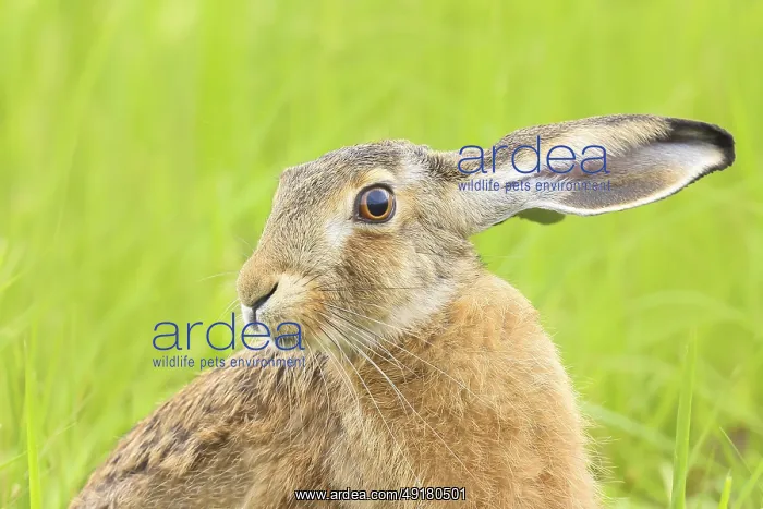 : European hare (Lepus europaeus) : European hare (Lepus europaeus)