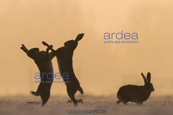 : European Hare (Lepus europaeus) boxing in the m : European Hare (Lepus europaeus) boxing in the m