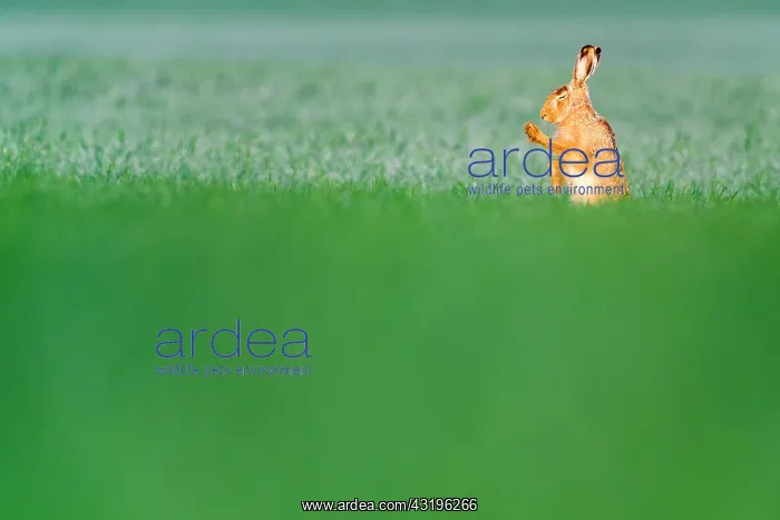 : European Hare (Lepus europaeus) in a field, Slovakia : European Hare (Lepus europaeus) in a field, Slovakia