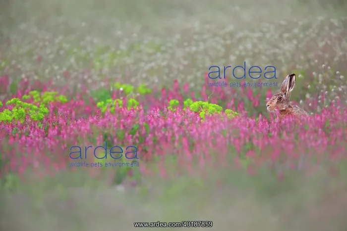 : European hare (Lepus europaeus) in a flowering fallow : European hare (Lepus europaeus) in a flowering fallow