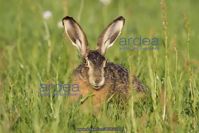 : European Hare (Lepus europaeus) foraging on mea : European Hare (Lepus europaeus) foraging on mea