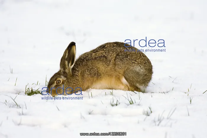 : European Hare (Lepus europaeus) foraging in sno : European Hare (Lepus europaeus) foraging in sno