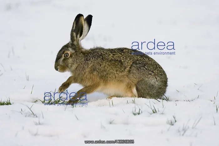 : European Hare (Lepus europaeus) foraging in sno : European Hare (Lepus europaeus) foraging in sno