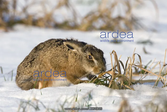 : European Hare (Lepus europaeus) foraging in sno : European Hare (Lepus europaeus) foraging in sno