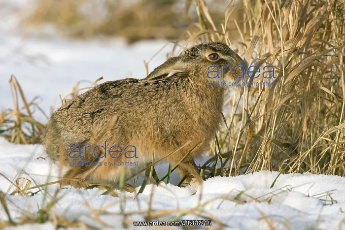 : European Hare (Lepus europaeus) foraging in sno : European Hare (Lepus europaeus) foraging in sno