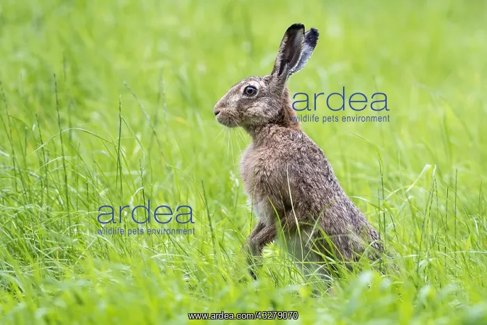 : European Hare (Lepus europaeus) in a meadow sta : European Hare (Lepus europaeus) in a meadow sta