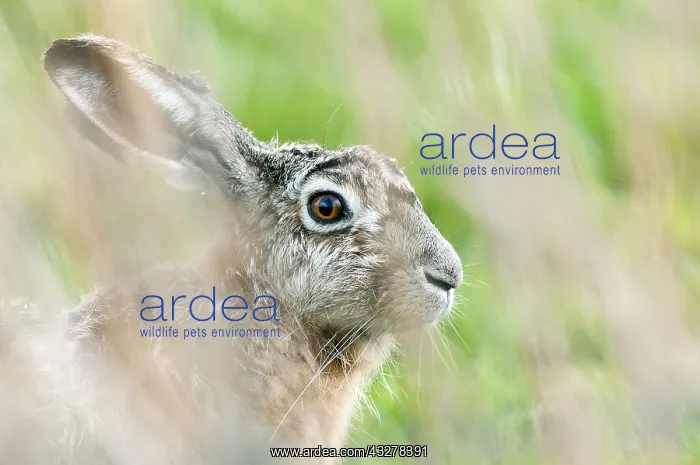 : European Hare (Lepus europaeus) portrait, The N : European Hare (Lepus europaeus) portrait, The N