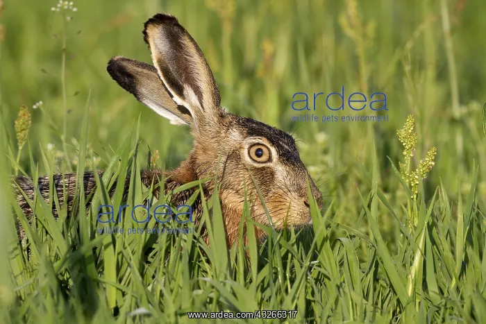 : European Hare (Lepus europaeus) portrait restin : European Hare (Lepus europaeus) portrait restin
