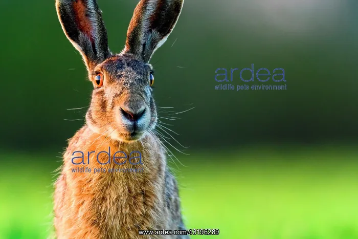 : European Hare (Lepus europaeus) portrait, Slovakia : European Hare (Lepus europaeus) portrait, Slovakia