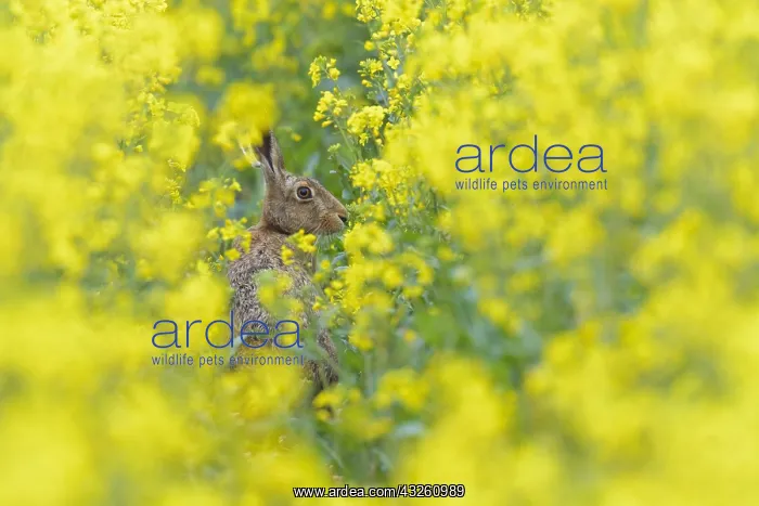 : European hare (Lepus europaeus) in a rapeseed field : European hare (Lepus europaeus) in a rapeseed field