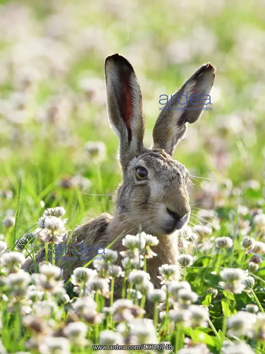 : European hare (Lepus europaeus), sitting in clover : European hare (Lepus europaeus), sitting in clover