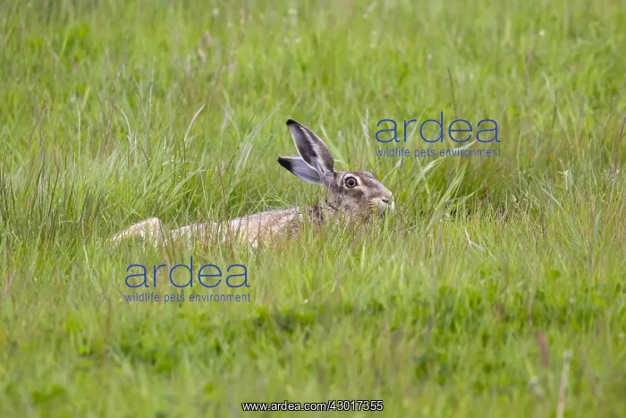: European Hare - lying down resting in field, Island : European Hare - lying down resting in field, Island