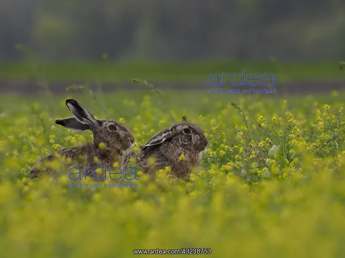 : European hare- pair of them sitting in a flower : European hare- pair of them sitting in a flower