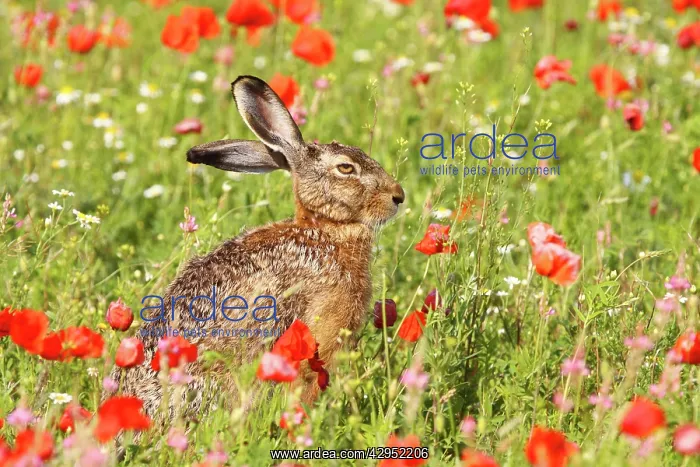 : European Hare - in poppy meadow : European Hare - in poppy meadow