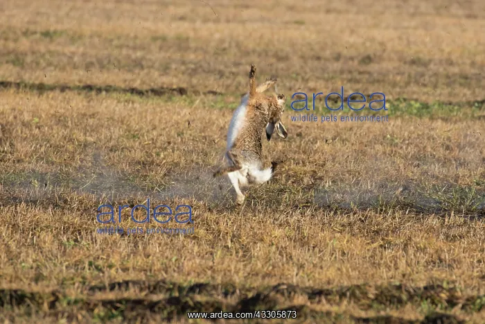  : European Hare - shoting hare - Germany