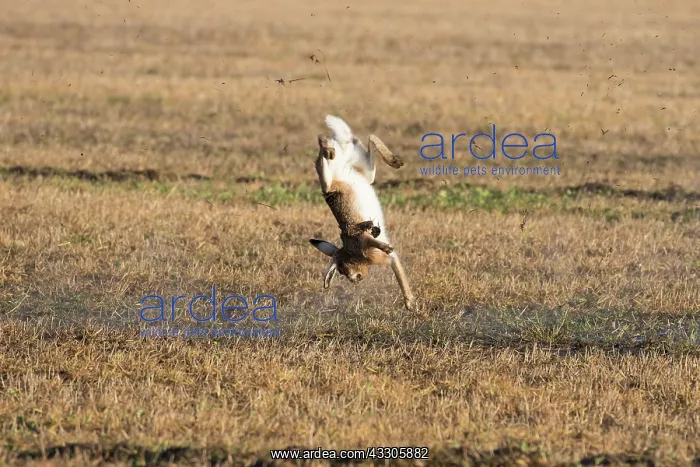 : European Hare - shoting hare - Germany : European Hare - shoting hare - Germany