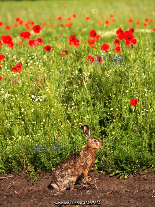 : European hare-sitting in front of a poppy meadow, Austria : European hare-sitting in front of a poppy meadow, Austria