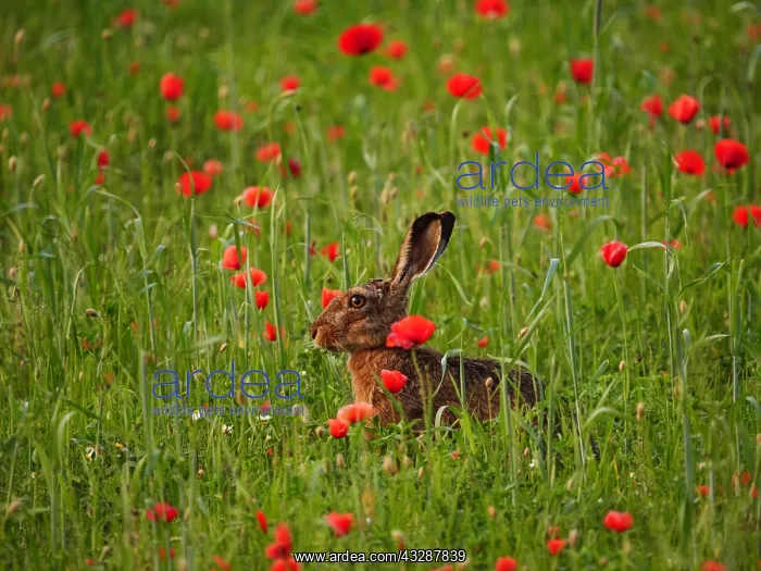 : European hare-sitting in front of a poppy meadow, Austria : European hare-sitting in front of a poppy meadow, Austria