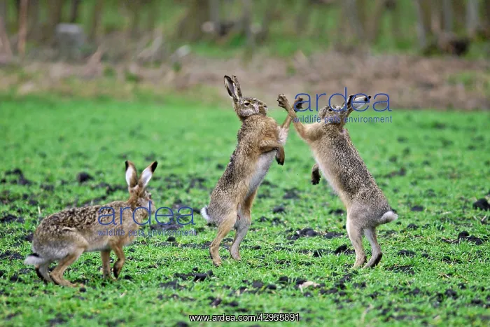 : European Hares - give high five - fighting in mating season : European Hares - give high five - fighting in mating season