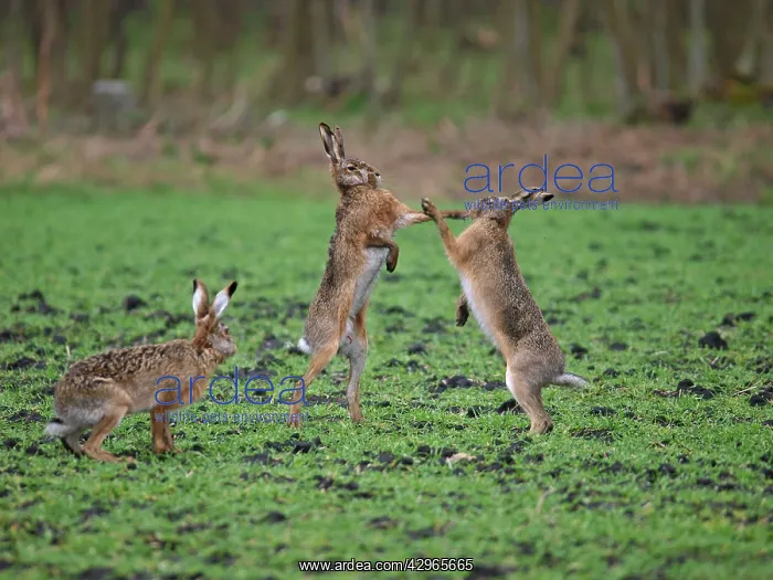 : European Hares - give high five - fighting in mating season : European Hares - give high five - fighting in mating season