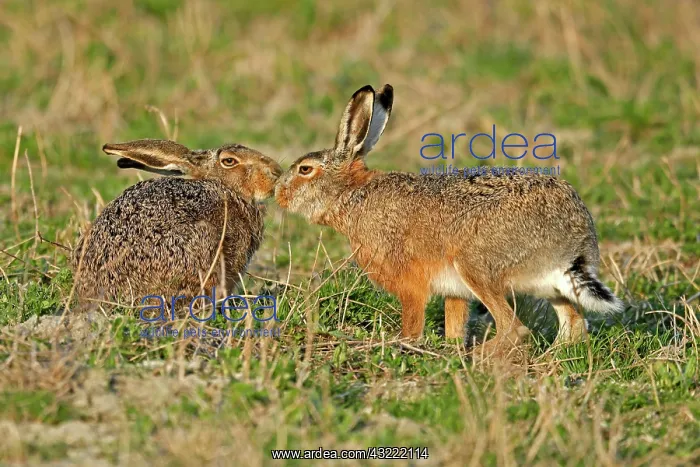 : Two European hares (Lepus europaeus) sniff each : Two European hares (Lepus europaeus) sniff each