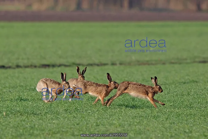 : European Hares - running behind each other in mating season : European Hares - running behind each other in mating season