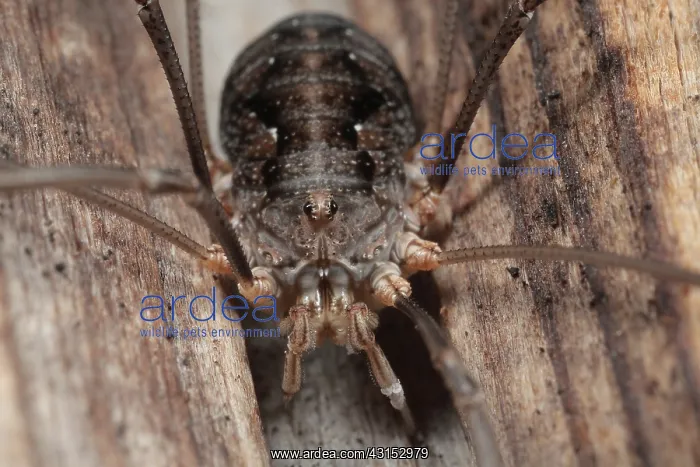 : European Harvestman : European Harvestman
