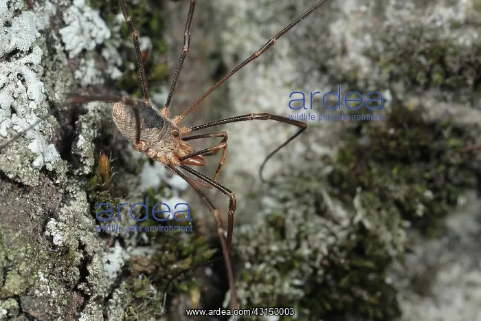 : European Harvestman : European Harvestman