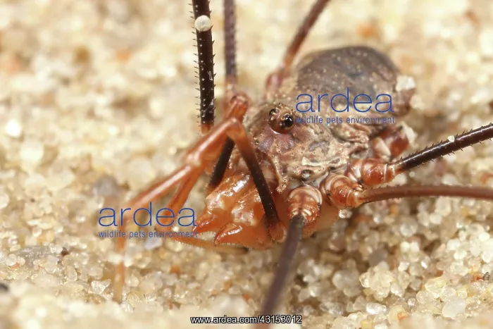 : European Harvestman : European Harvestman