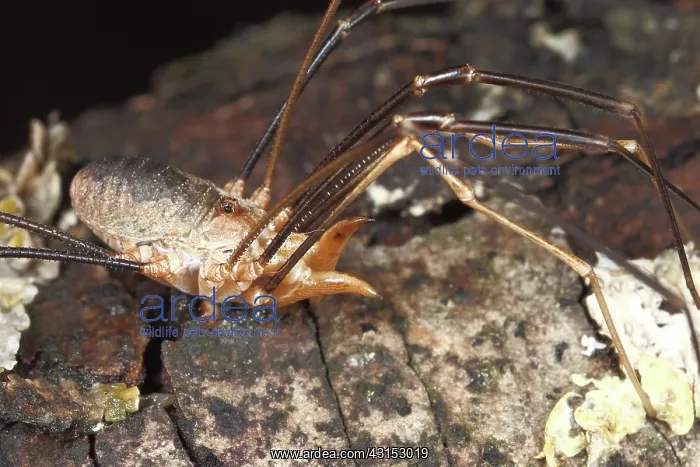 : European Harvestman : European Harvestman