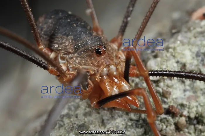 : European Harvestman : European Harvestman