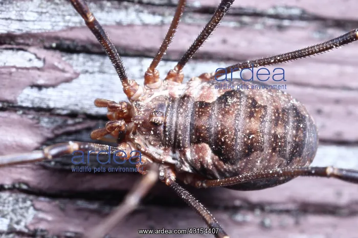 : European Harvestman : European Harvestman