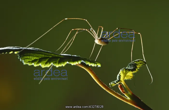 : European Harvestman (Phalangium opilio) on fres : European Harvestman (Phalangium opilio) on fres