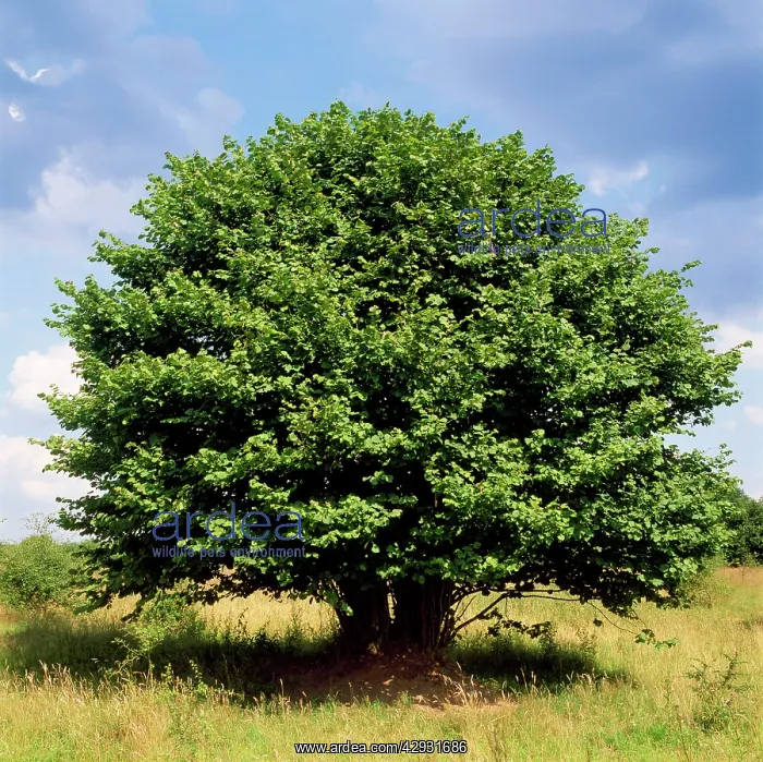  : European Hazel