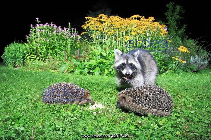: European Hedgehog - 2 animals in garden with raccoon : European Hedgehog - 2 animals in garden with raccoon
