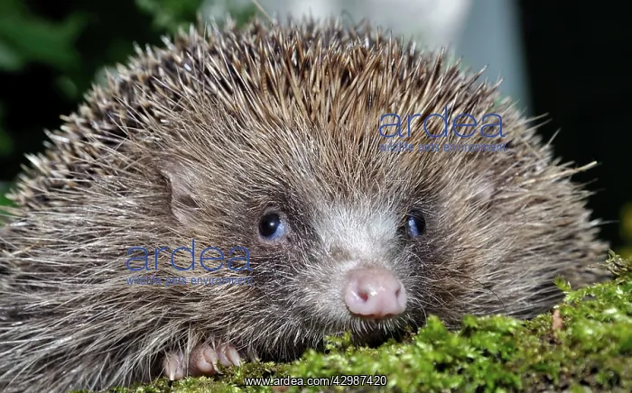 : European Hedgehog : European Hedgehog