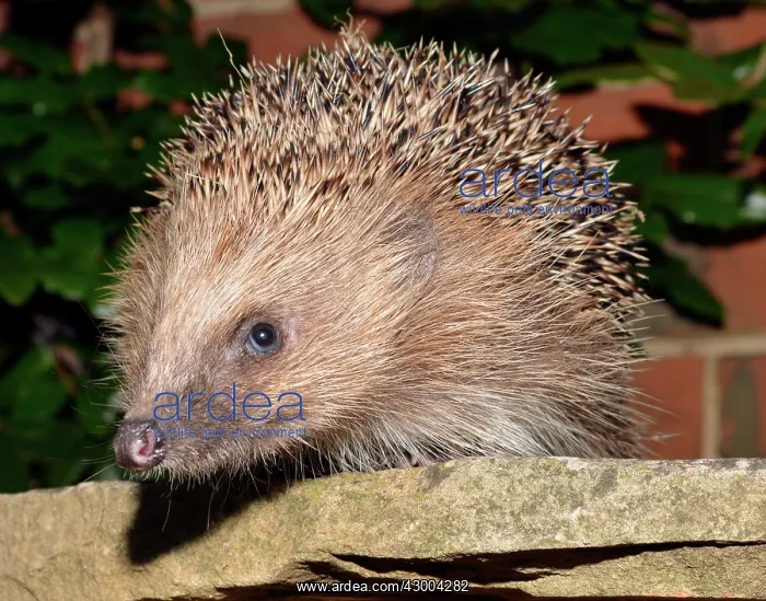 : European Hedgehog : European Hedgehog