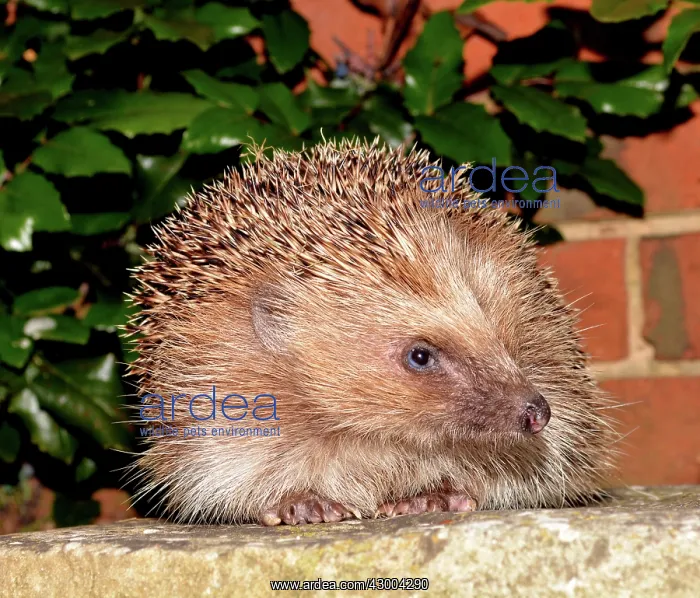 : European Hedgehog : European Hedgehog