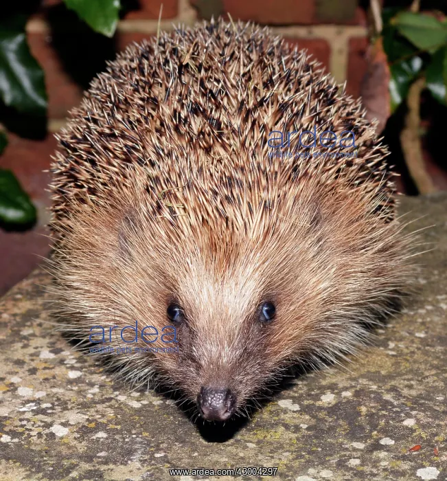 : European Hedgehog : European Hedgehog