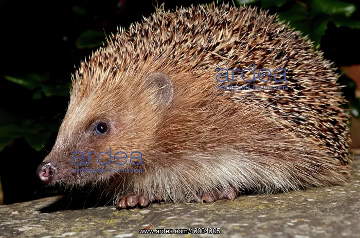 : European Hedgehog : European Hedgehog