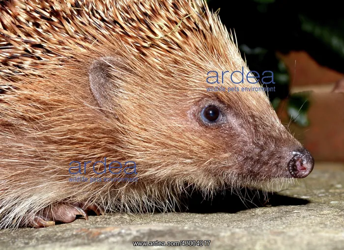  : European Hedgehog