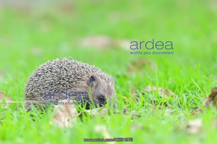 : European Hedgehog : European Hedgehog